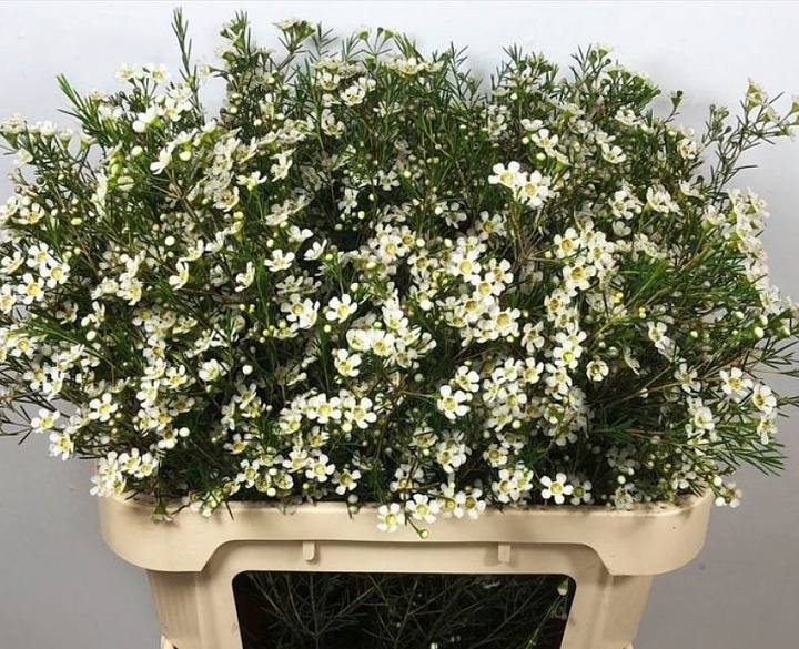 Хамелациум (Waxfl) Wedding Day 5шт