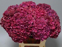 Гортензия Mag Pink Ruby дл.80 d20-22 1шт