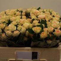 Роза кустовая Sancerre дл.50 10шт