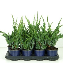 Можжевельник (Juniperus) чешуйчатый Мейери (KV) d13 h35-40 8шт