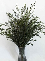 Эвкалипт Parvifolia (К) дл.70 1уп