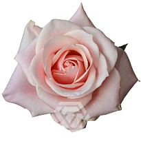 Роза Tessa Sweet Bliss дл.50 25шт