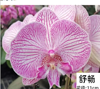 Орхидея Фален. Дизаер 1ст d10 h50 10шт