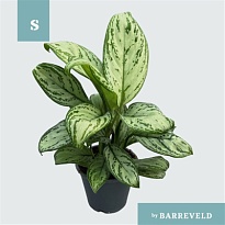 Аглаонема Мария Кристина d11 h30 10шт