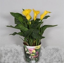Калла Голд Раш d12 h50 10шт