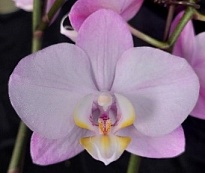 Орхидея Фален. Милки Вей 1ст d12 h40-50 10шт