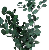 Эвкалипт Цинерия сухоцвет, 100г. натуральный зеленый