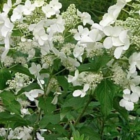 Гортензия (Hydrangea) метельчатая Вайт Леди d9 h25 18шт