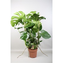 Монстера мосп. d24 h120 1шт