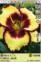 Лилейник Калико Джек 1шт*