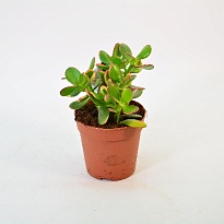 Крассула Сансет d12 h20 6шт