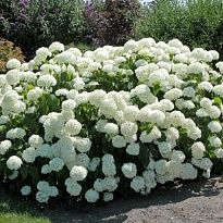 Гортензия (Hydrangea) древ. Аннабель d9 h15-25 18шт