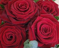 Роза Red Naomi дл.60 10шт