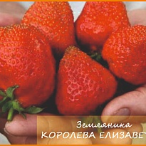 Земляника Королева Елизавета 2 рем.(ОКС) упак 5шт