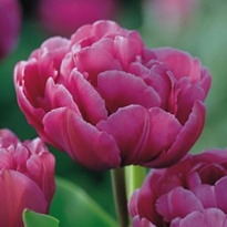 Тюльпан Do Margarita 50шт