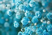 Гипсофила Tessa Roses S.a. Light Blue 1000gr 25шт