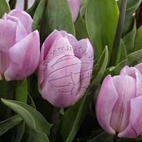 Тюльпан Candy Prince 10шт