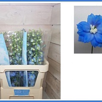 Дельфиниум Centurion Skyblue 10шт