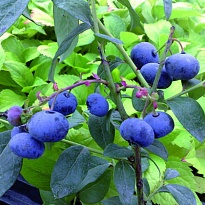 Голубика (Vaccinium) высокорослая Норт блю/Цв.Кор