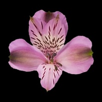 Альстромерия Bella Rosa S.a. Galaxy дл.60 10шт