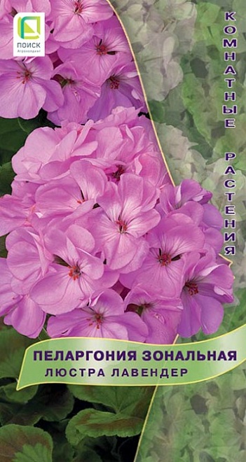 Пеларгония зональная Люстра Лавендер 5шт /Поиск