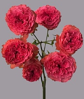 Роза куст. Tessa Wink Coral Kiss дл.60 10шт