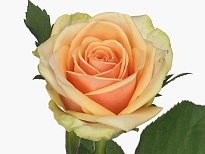 Роза Alchemy дл.40 10шт