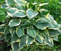 Хоста (Hosta) Хай Класс d12 1шт