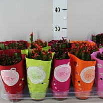 Рипзалидопсис микс d10 h20 10шт