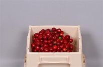 Капсикум Red Candy 5шт (A)