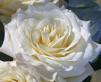 Роза Кэндллайт одноголовая (МЦ) дл.70 10шт/уп