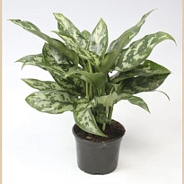 Аглаонема Мария d14 h40 7шт