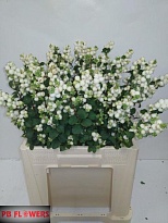 Симфорикарпус Mag Lemon and lime 5шт
