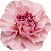 Гвоздика Lady Dayana 20шт