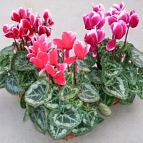 Цикламен Халиос Фантазия микс d13 h30 6шт