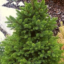 Ель (Picea) обыкновенная Виллс Цверг d38 h70-80 1шт