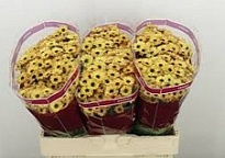 Хризантема сантини Yin Yang Golden 25шт