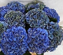 Гортензия Royal Parade Classic дл.80 d21 1шт