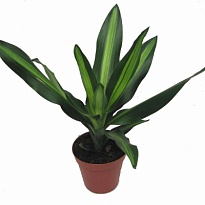 Драцена Синто d12 h45 10шт