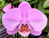 Орхидея Фален. Милуоки 1ст d12 h50-60 10шт