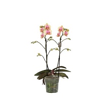 Орхидея Фален. Белль Хелена 2 ст d12 h45 10шт