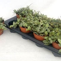 Хойя Эскимо d12 h20 8шт