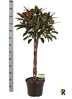 Фикус Мелани Твист Стэм d30 h130 1шт