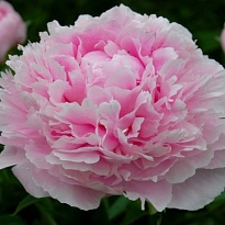 Пион Sarah Bernhardt 5шт
