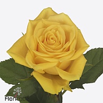 Роза Njano дл.35 10шт