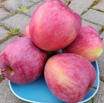 Яблоня Память Ульянищева/подвой семенной/С