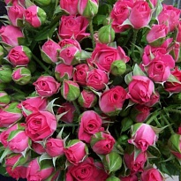 Роза кустовая Lovely Lydia дл.60 10шт