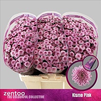 Хризантема сантини Kismo Pink 25шт