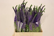 Вероника Longifolia Bombastique 10шт