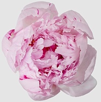 Пион Sarah Bernhardt (К) дл.50 10шт